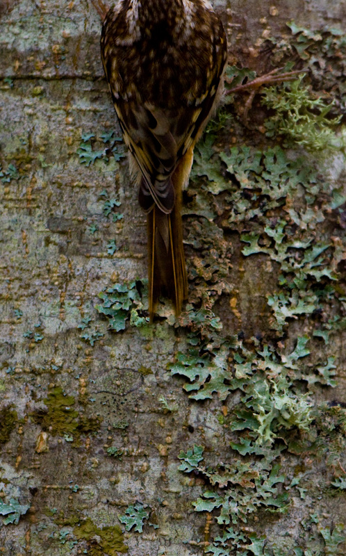 Brown Creeper